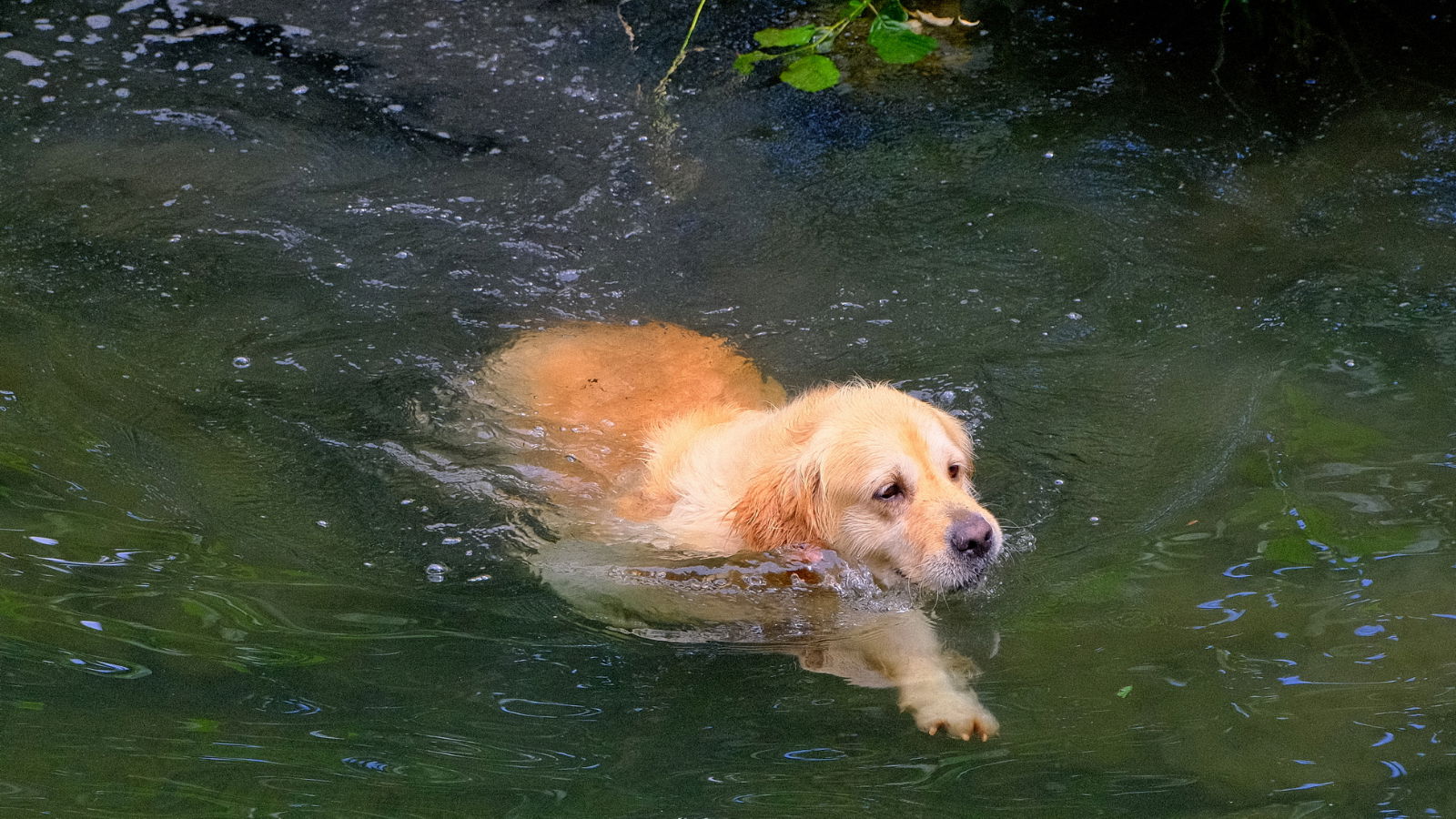„Állati hőség” – a négylábúak is szívesen hűsölnek a Szilvásban