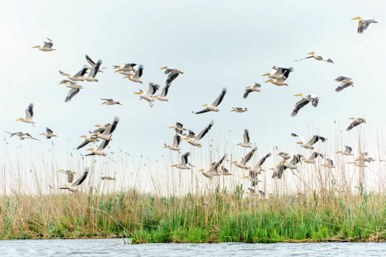A Duna-deltában barangoltak a nagyváradi EKE-sek