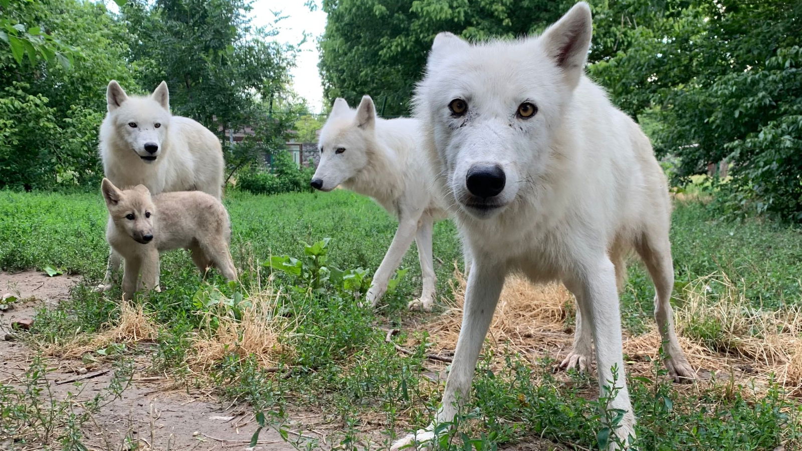 Gyorsan nőnek a sarki farkaskölykök a váradi állatkertben