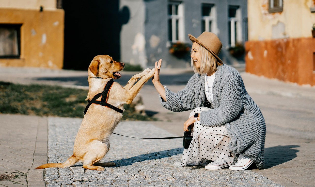 Kutyás felvonulást szerveznek Nagyváradon az állatok jogaiért