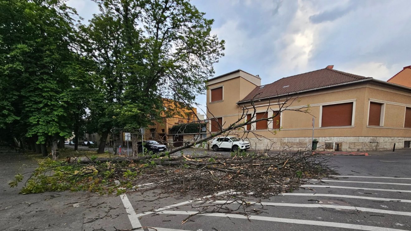 Megmetszik a megsérült fákat Nagyváradon