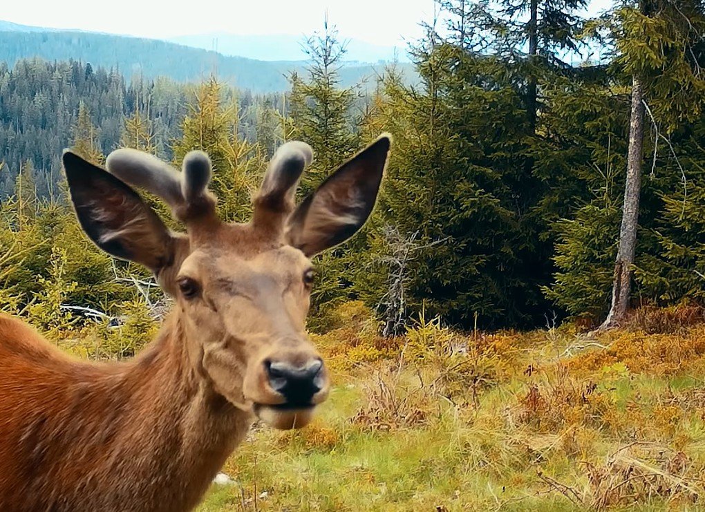 Látványos felvételeket rögzítettek a vadkamerák