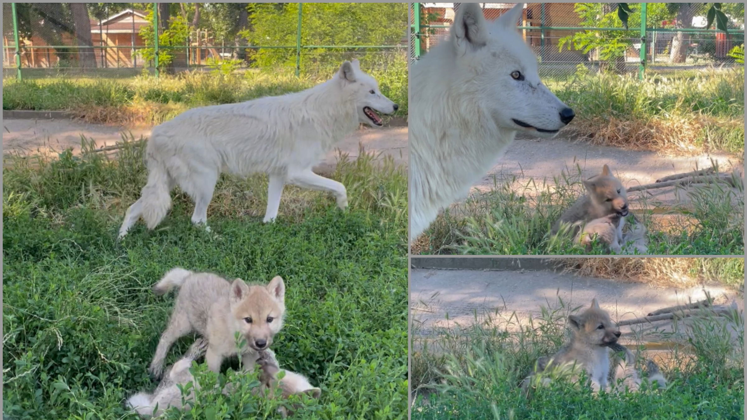 Sarki farkasok születtek a nagyváradi állatkertben | VIDEÓ
