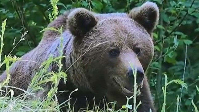 Idill a tragédia előtt: csodálatos felvételek a Transzfogarason kilőtt anyamedvéről és bocsairól