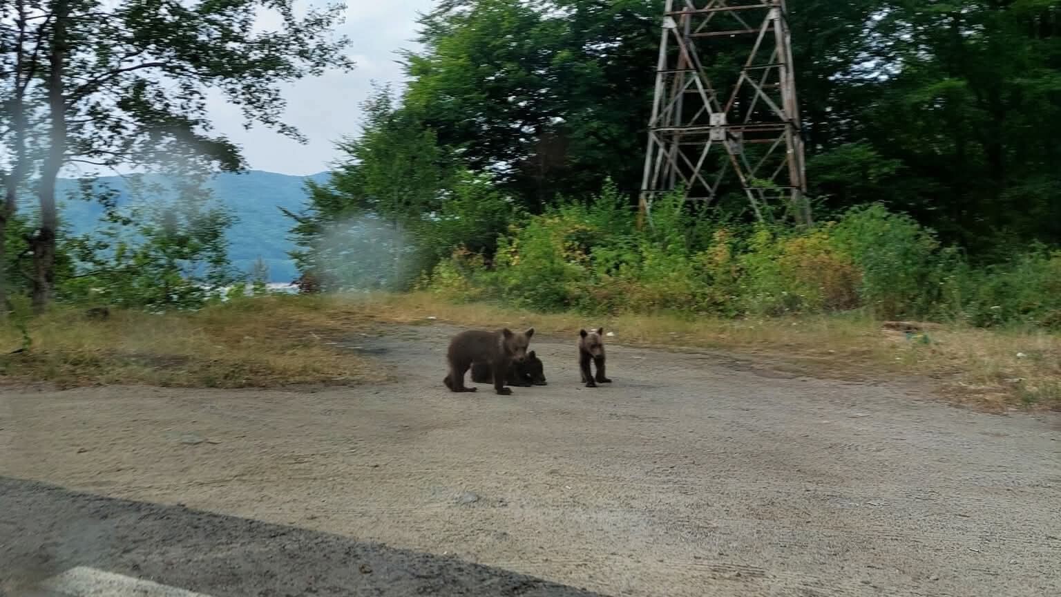 Még mindig keresik az árván maradt medvebocsokat a Transzfogarason