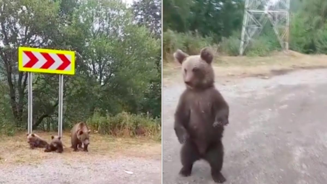 Rezervátumba kerülhetnének az árván maradt bocsok, de késlekednek az engedélyekkel a hatóságok | FRISSÍTÉS