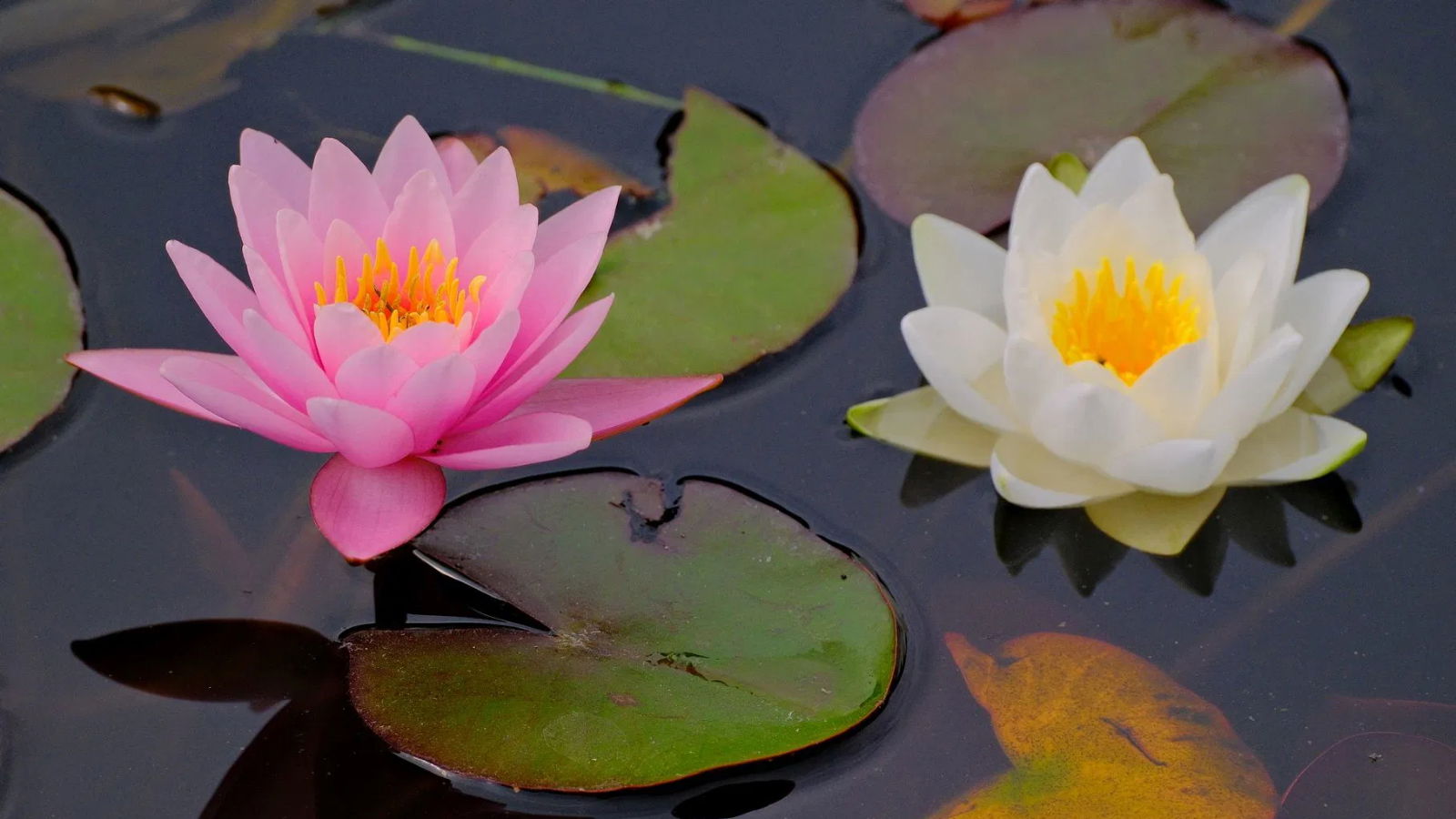 Tavirózsás idill a nagyváradi vár parkjában