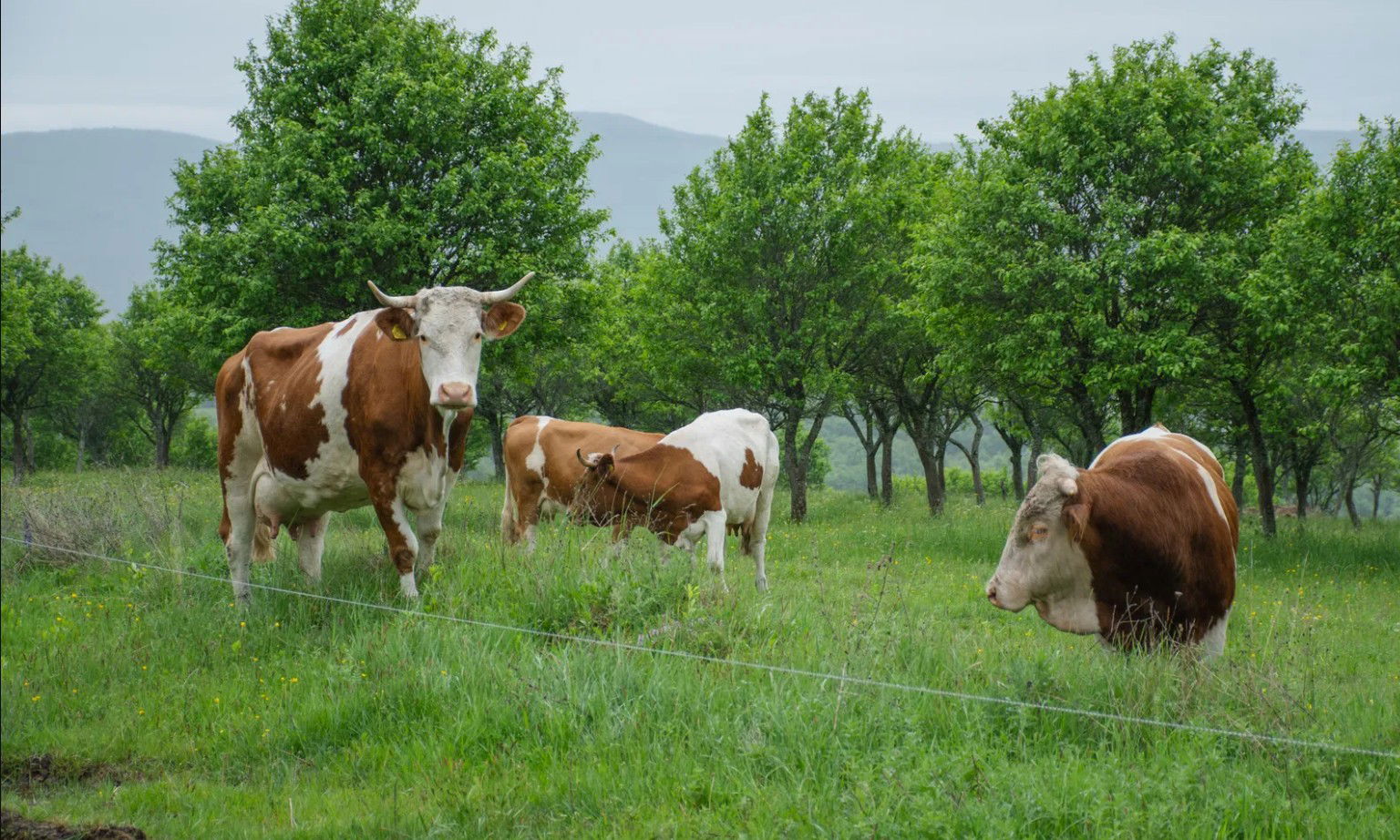 Ismét aggódhatnak a szarvasmarha-tenyésztők Bihar megyében