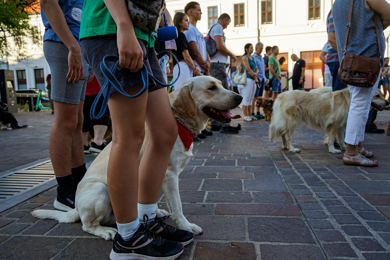 Kutyafelvonulás Váradon