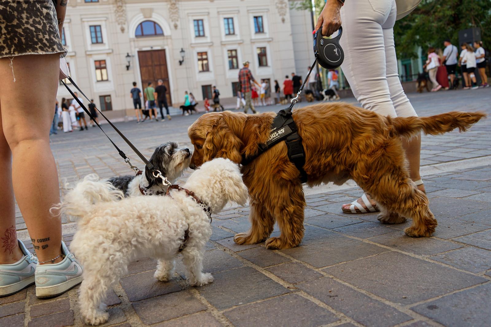 Állatbarát karácsonyi vásárokat tartanak Nagyváradon