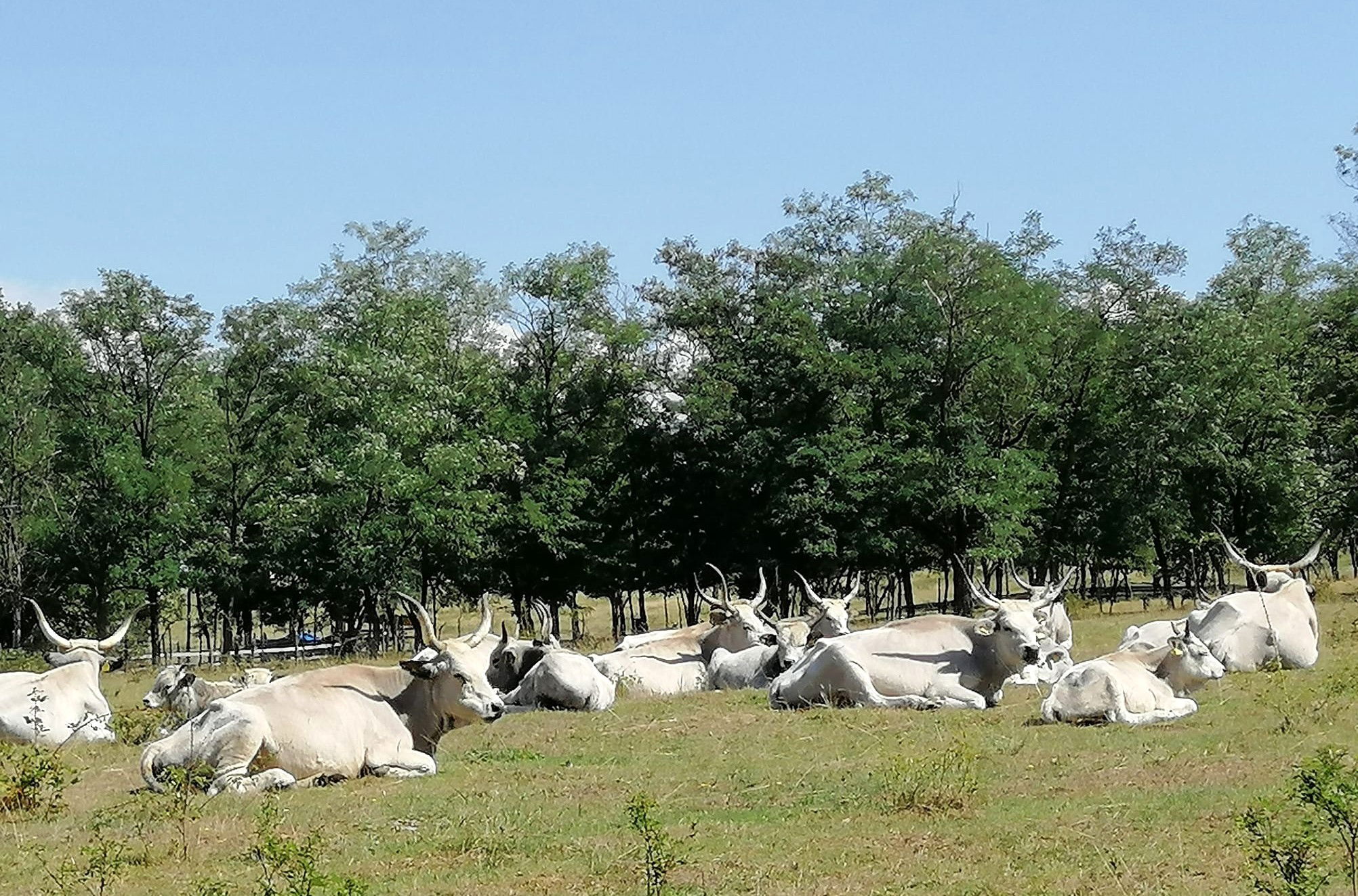 Kakukkmező – állatpark Köröstárkányban