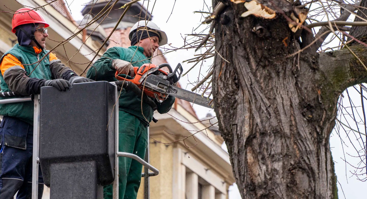 Tovább folytatják a fakivágásokat és metszéseket Nagyváradon
