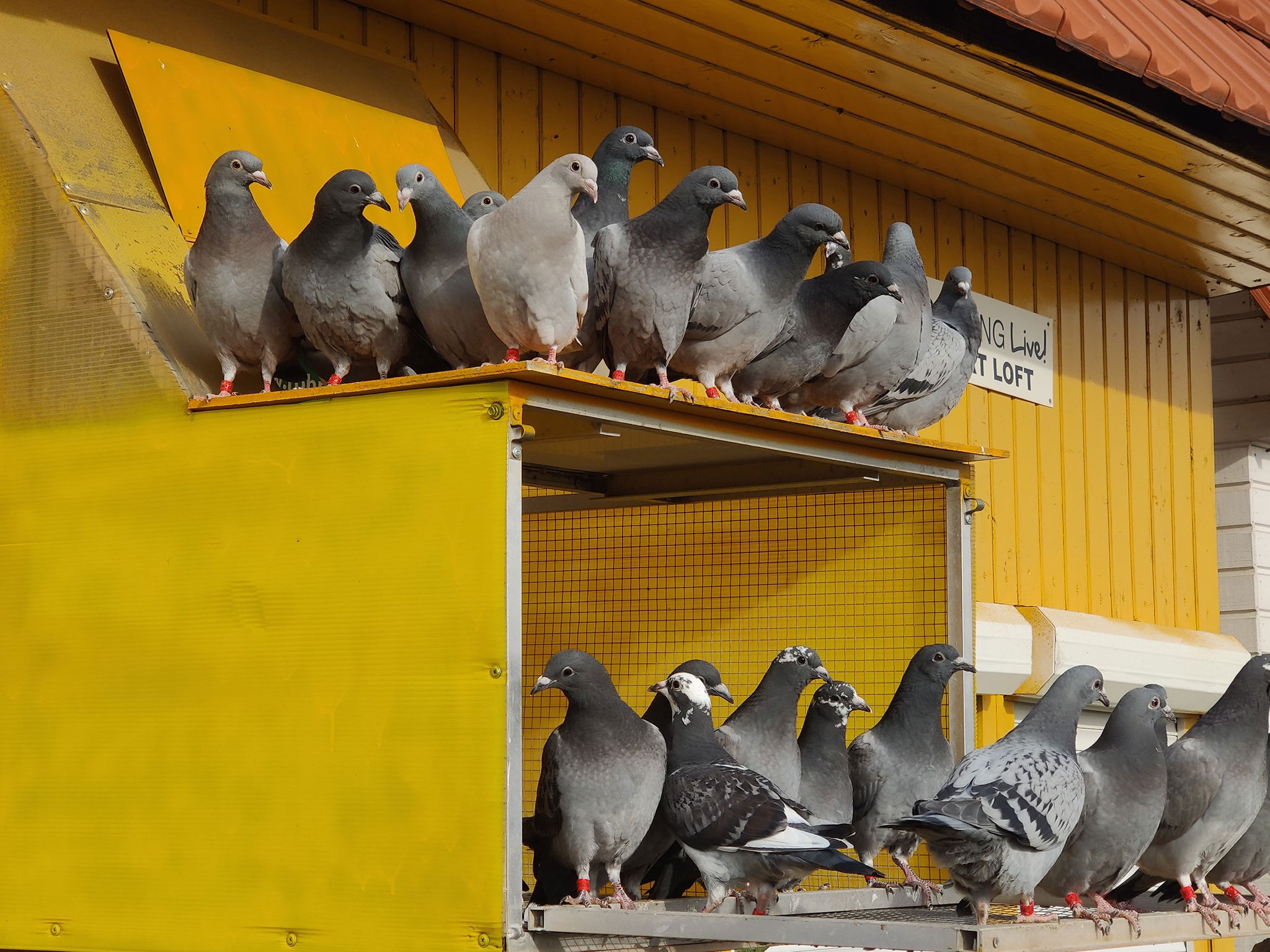 Postagalamb-kiállítást szerveznek a Körösvidéki Múzeum parkjában