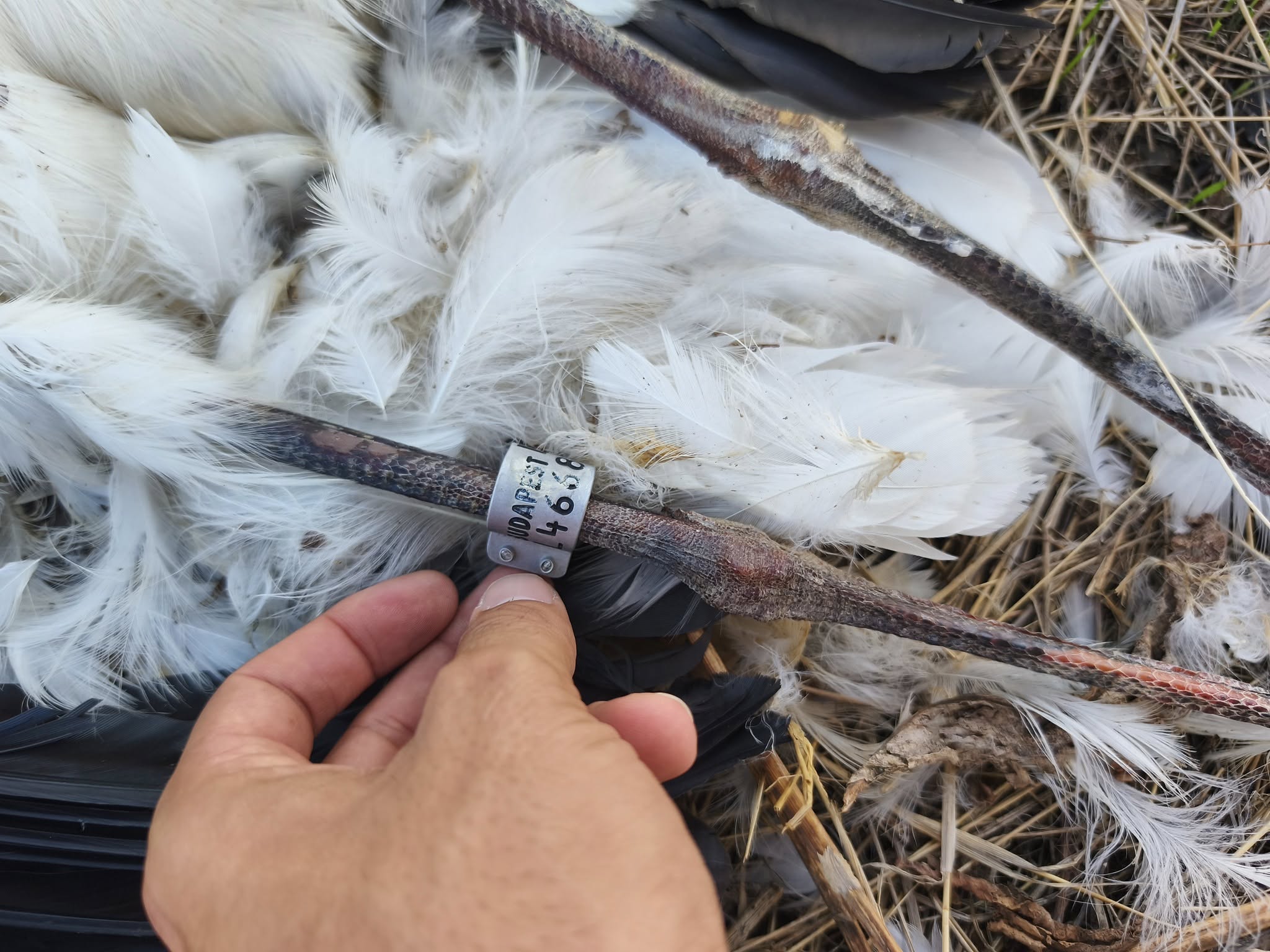 Más országokból érkező fehér gólyák is áldozatul estek a szeméttelep melletti villanyoszlopoknak