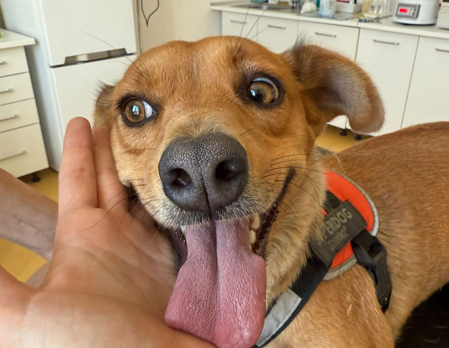 Folytatódik a kutyák ingyenes ivartalanítása