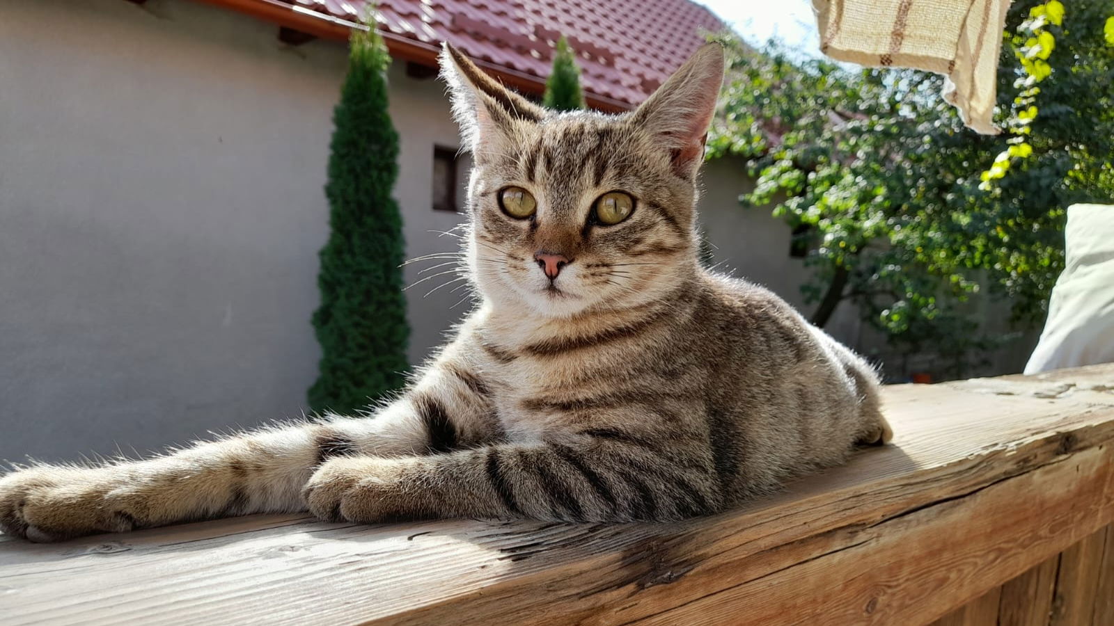 Románia a leginkább macskaszerető ország Európában