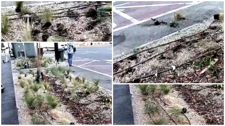 Valakit nagyon zavart a nemrég kialakított zöld övezet