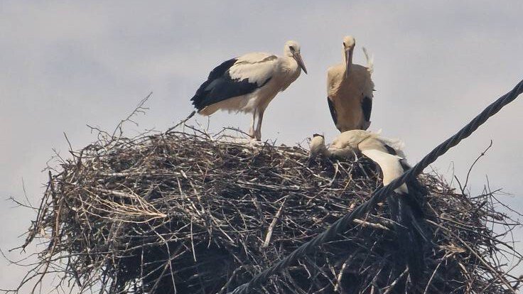 FRISSÍTÉS | Több elpusztult gólya tetemét fedezték fel Biharpüspökiben, a hatóság vizsgálatot indított