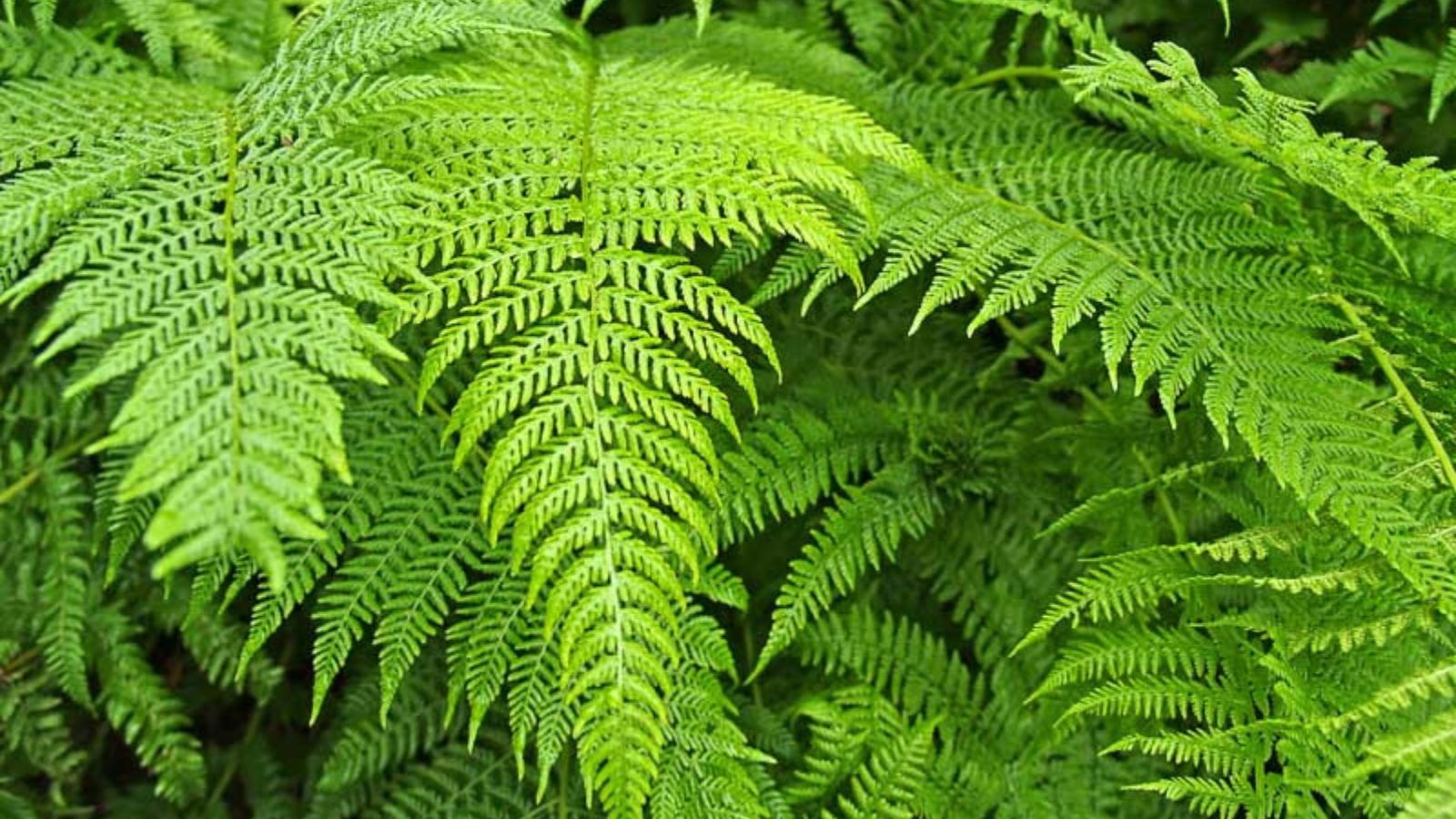 Pályázatot hirdettek a saspáfrány írtására