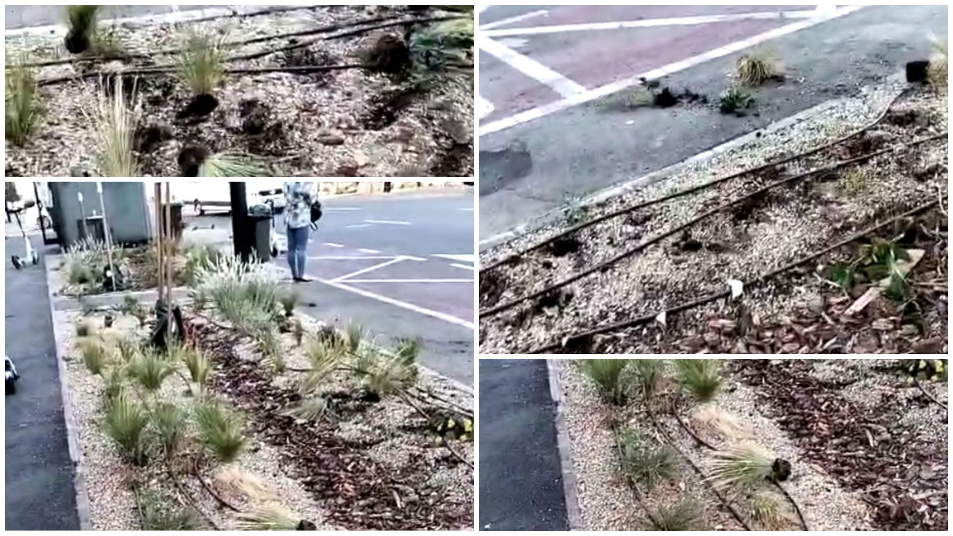 Valakit nagyon zavart a nemrég kialakított zöld övezet