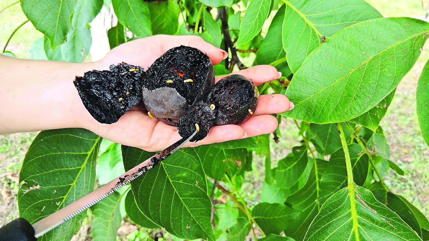 A dió végzete: támad a burokfúró légy