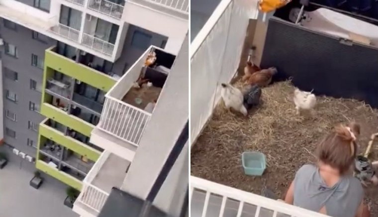 Bírságra számíthat az erkélyen tyúkokat nevelő váradi nő