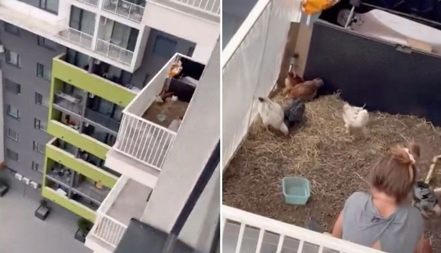 Bírságra számíthat az erkélyen tyúkokat nevelő váradi nő