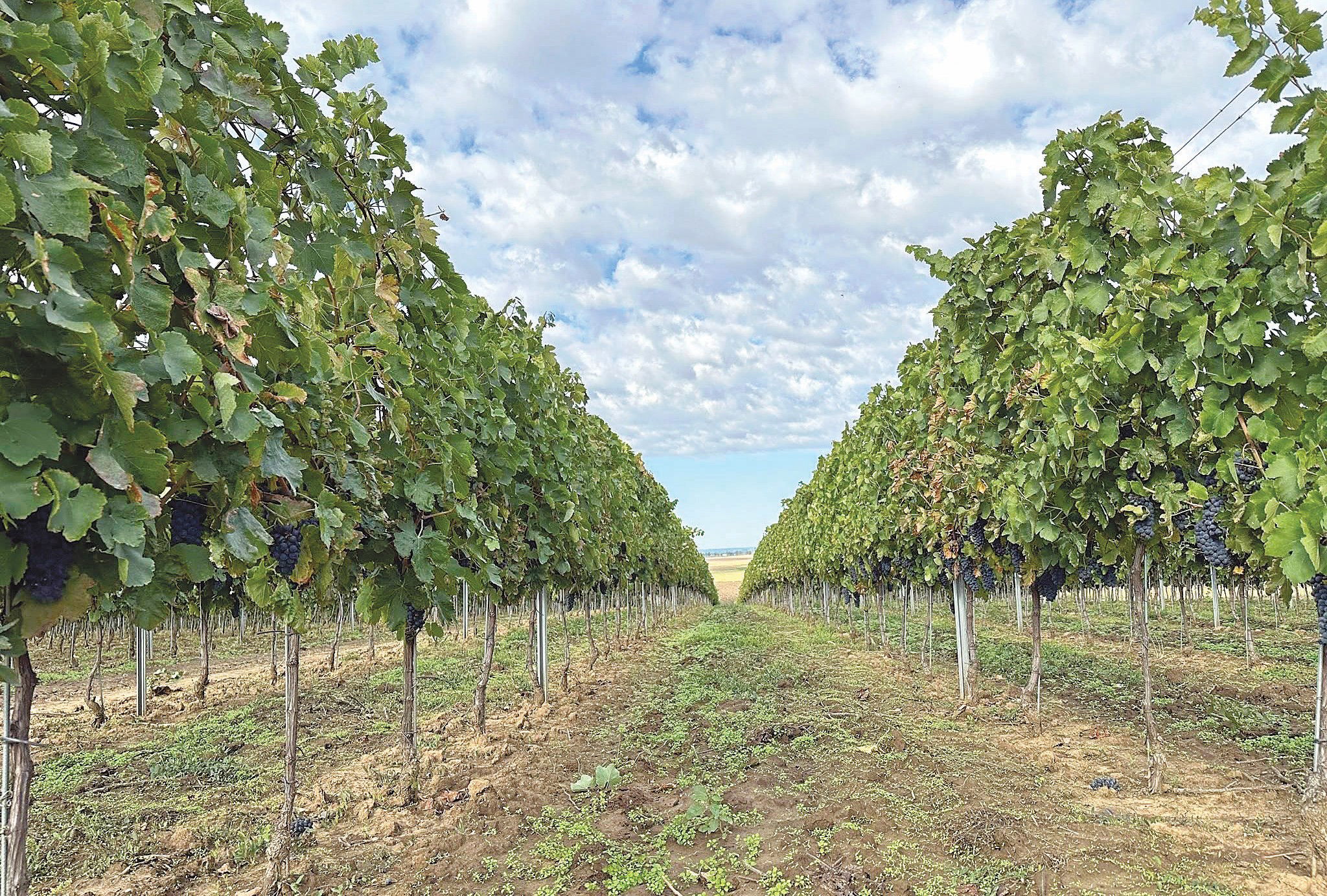 Nehéz út vezet a pincéktől a piacokig