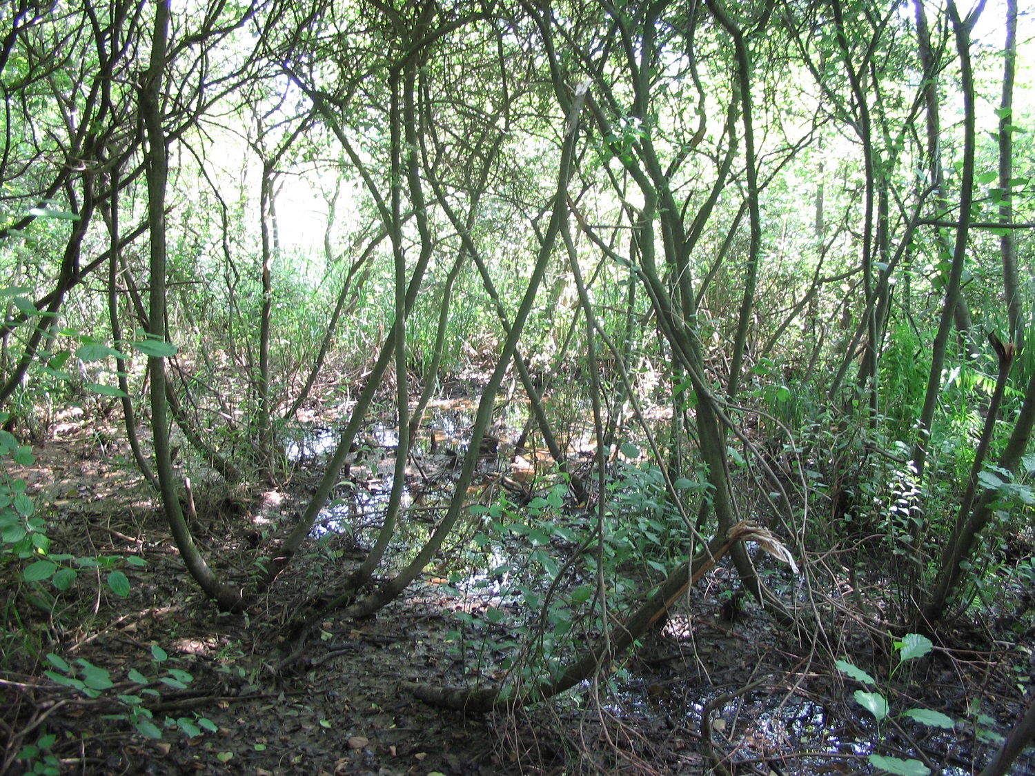 Megőriznék a székelyhídi Csíkos-tó természetes rezervátum biodiverzitását