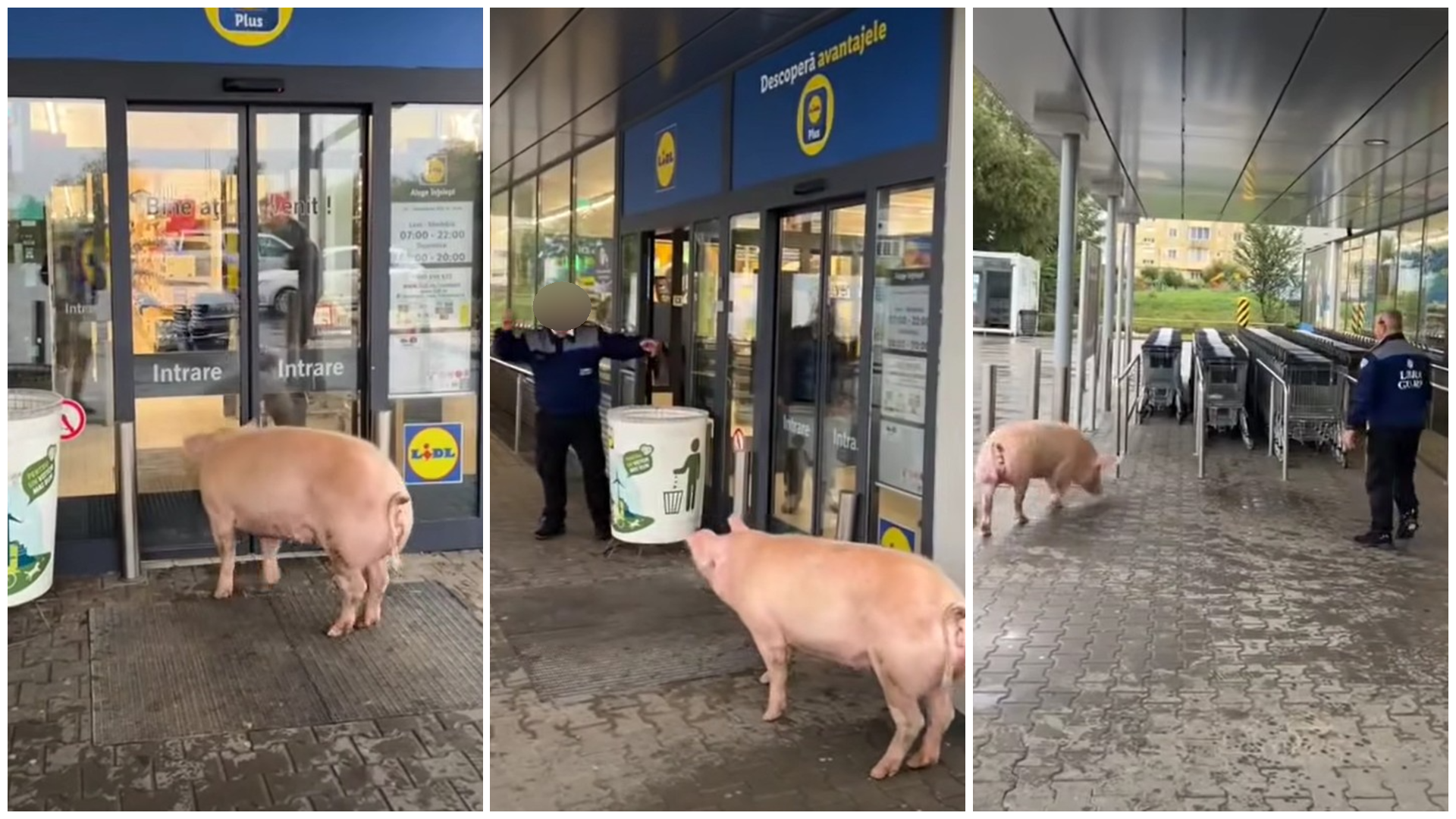 Négy lábon érkezett a friss sertéshús egy Brassó megyei üzlethez