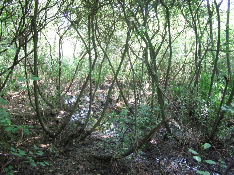 Megőriznék a székelyhídi Csíkos-tó természetes rezervátum biodiverzitását