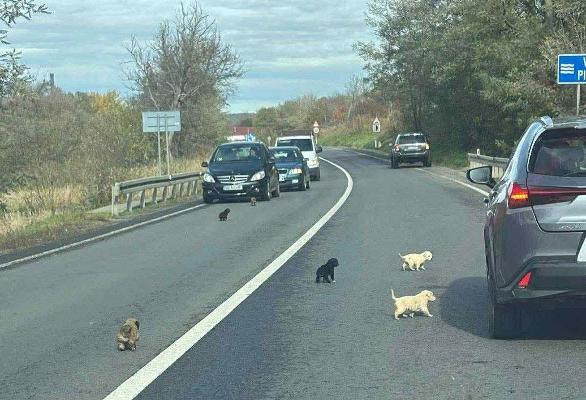 Tíz kiskutyát hagytak egy forgalmas úton Szeben megyében