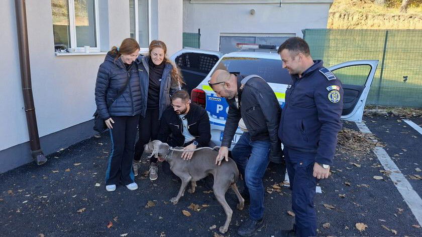 Közösségi összefogással találták meg a püspökfürdői kiállításon elveszett kutyát