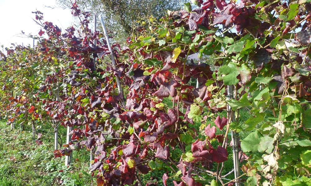 Láthatatlanul kezdődik, visszafordíthatatlanul végződik: a szőlő aranyszínű sárgasága