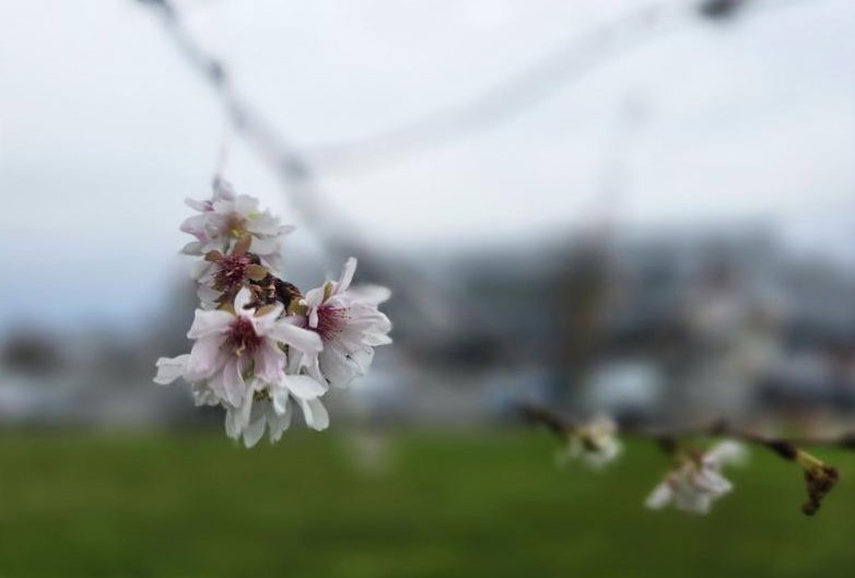 A tél küszöbén is virágoznak a japán díszcseresznyék a Nagyvárad Aréna mellett