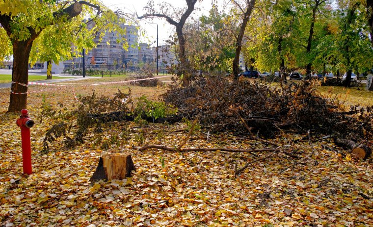 Parkfelújítások Nagyváradon: a hatóságok szerint elkerülhetetlenek voltak a fakivágások