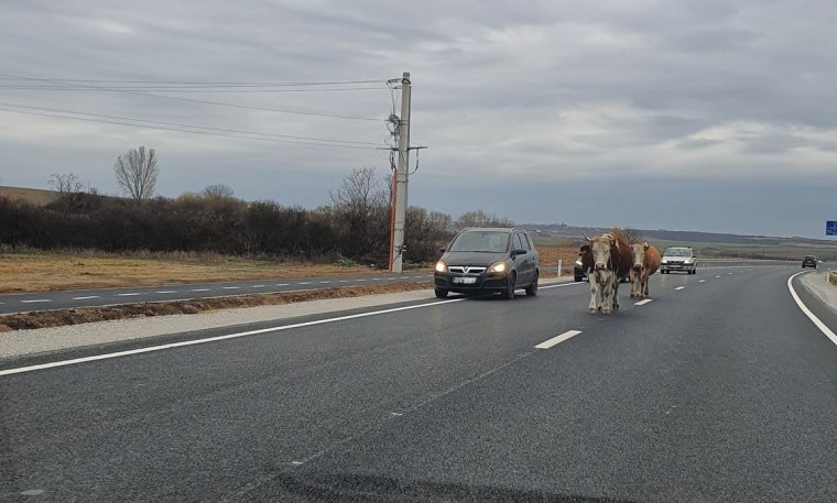 Alig adták át, már tehenek tesztelik a bihari elkerülőt