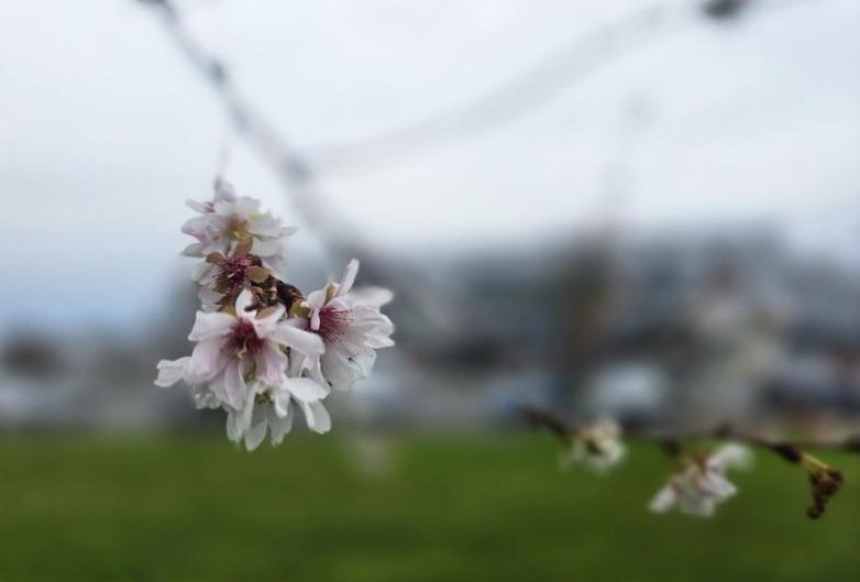 A tél küszöbén is virágoznak a japán díszcseresznyék a Nagyvárad Aréna mellett