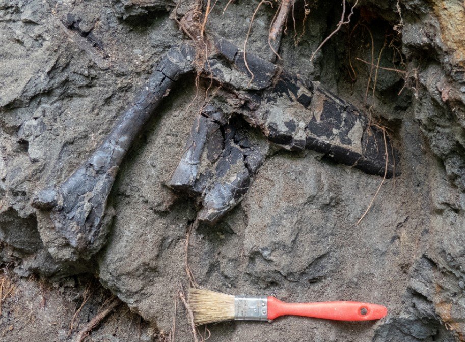 Rendkívül gazdag dinoszaurusz-lelőhelyet találtak Erdélyben