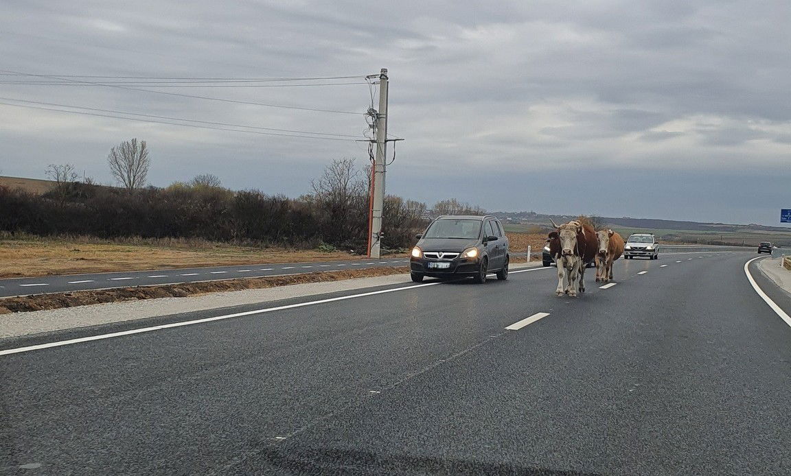 Alig adták át, már tehenek tesztelik a bihari elkerülőt