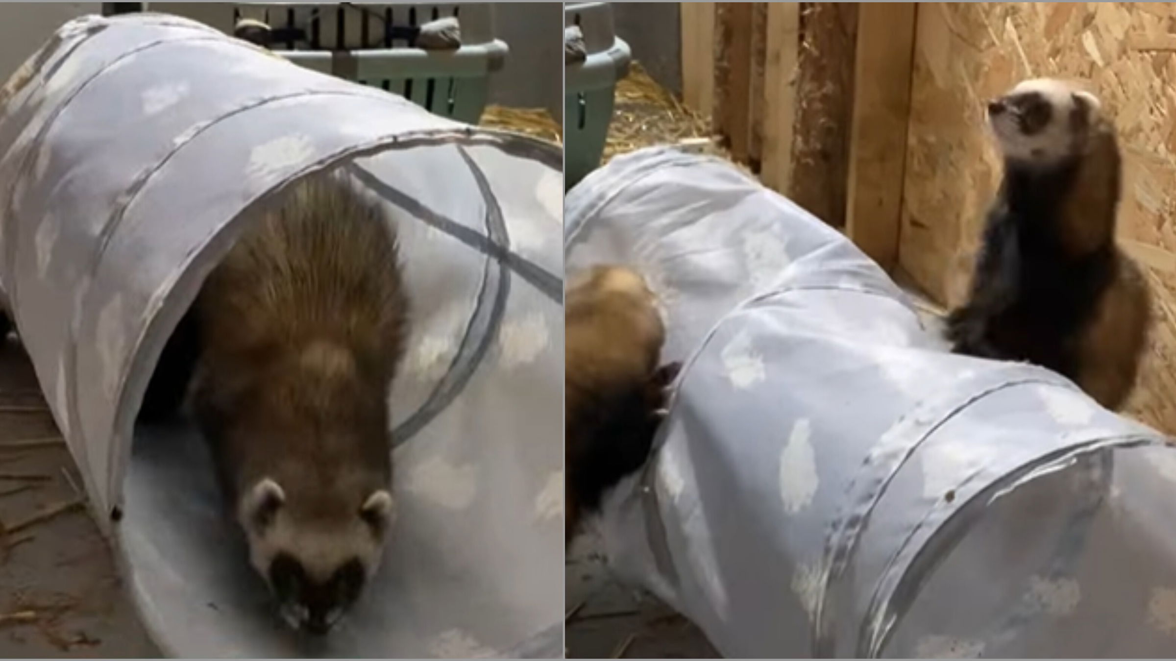 A borongós idő sem szegi kedvét a váradi állatkert két új lakójának | VIDEÓ