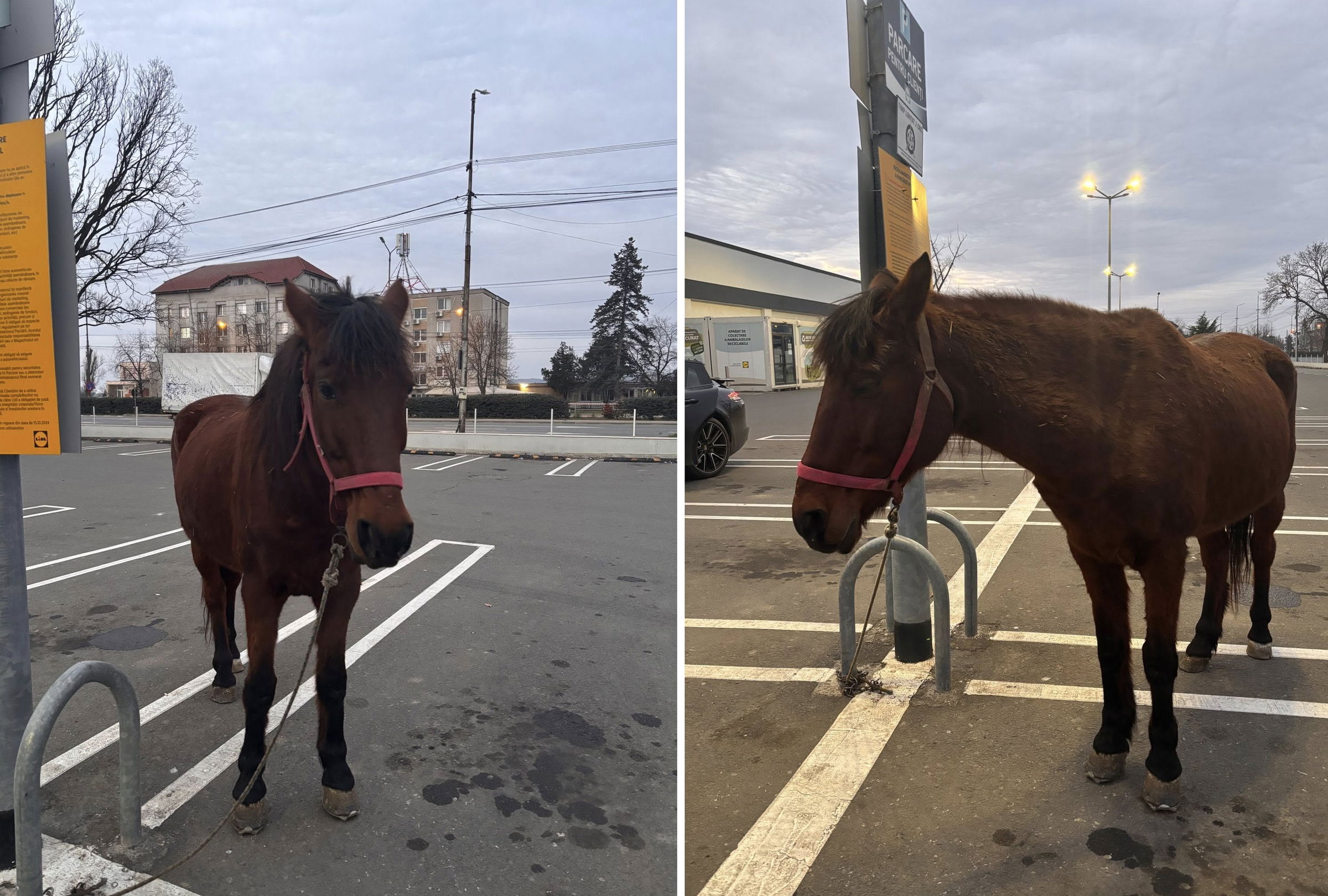 Egyelőre rejtély, hogy mit keres egy ló a Borsi úti Lidl parkolójában