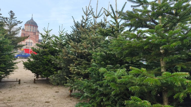 Bővült a fenyőkínálat Nagyváradon