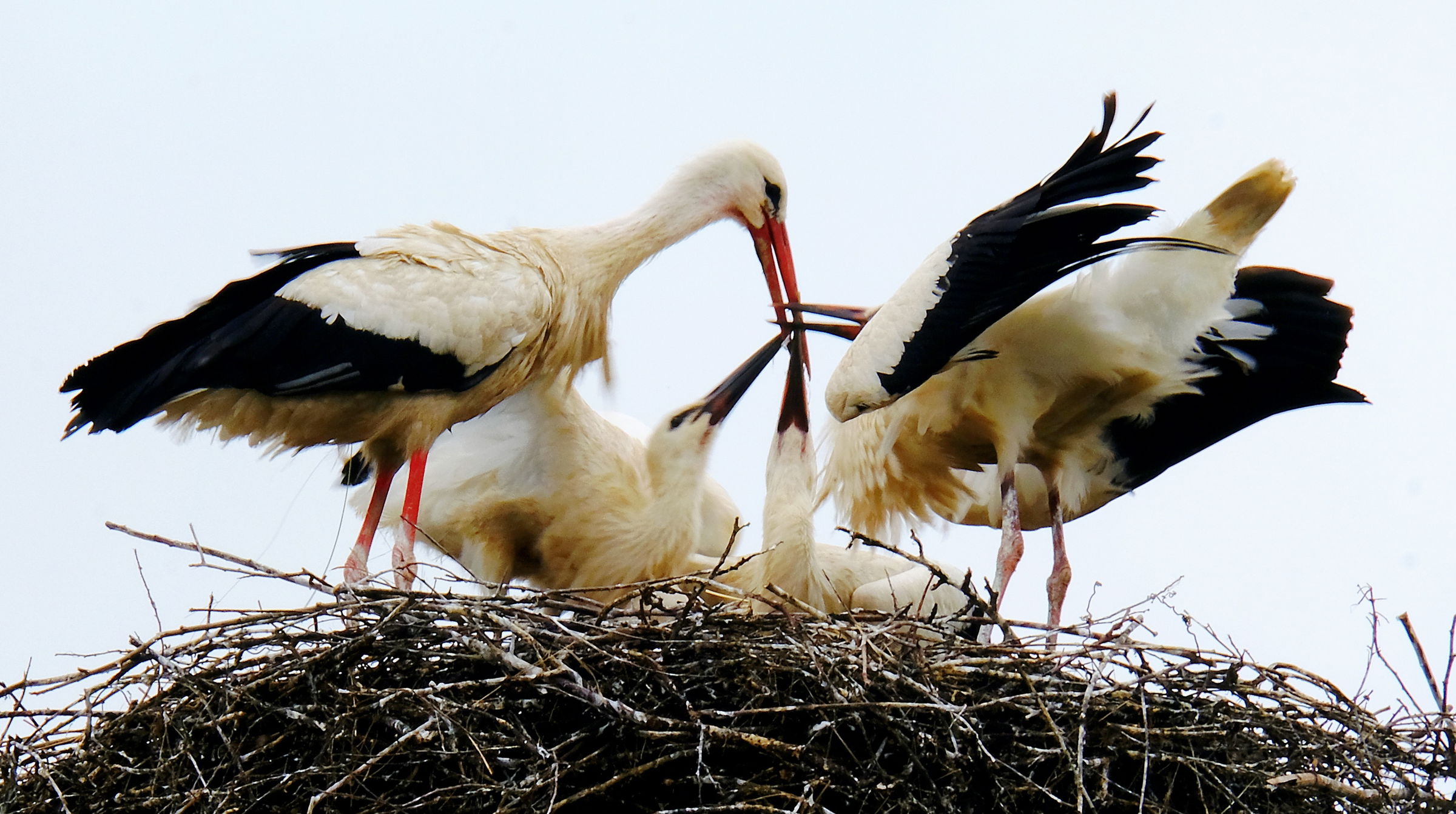 Elindult az idei gólyaszámlálás