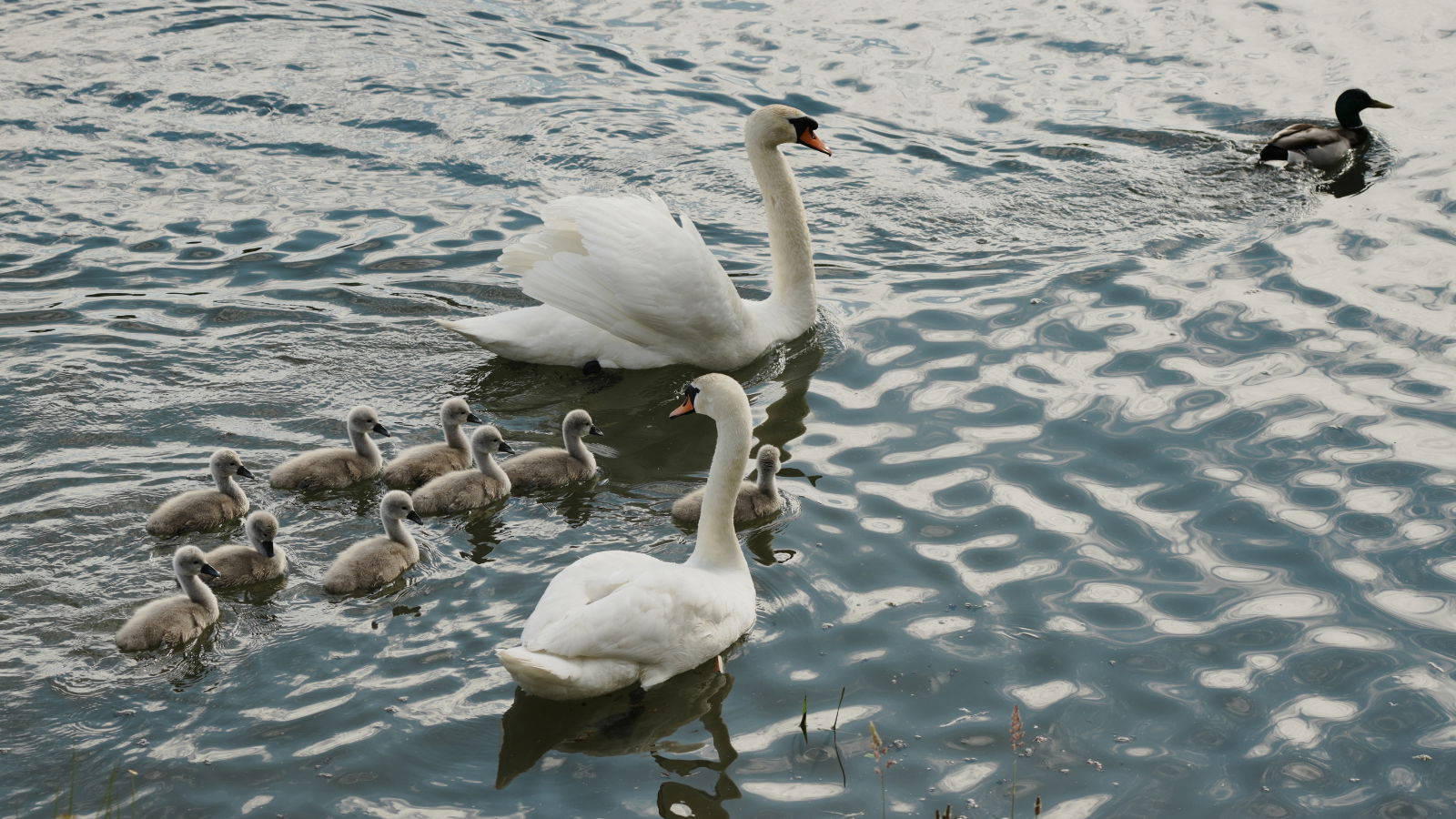 Képtörténet: Körös-parti séta