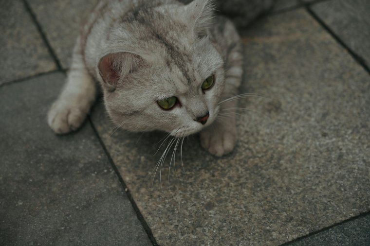 Állatkínzás gyanúja miatt vettek őrizetbe egy váradi férfit