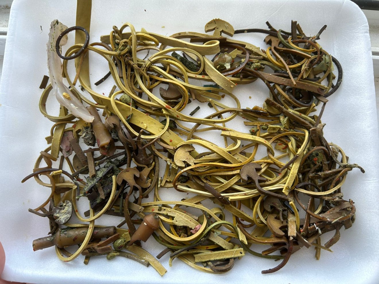 Szeméttel etetett gólyafiókát mentett a Milvus önkéntese Biharpüspökiben