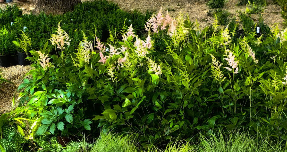 Virágokkal szépítik a Vitéz utat Nagyváradon