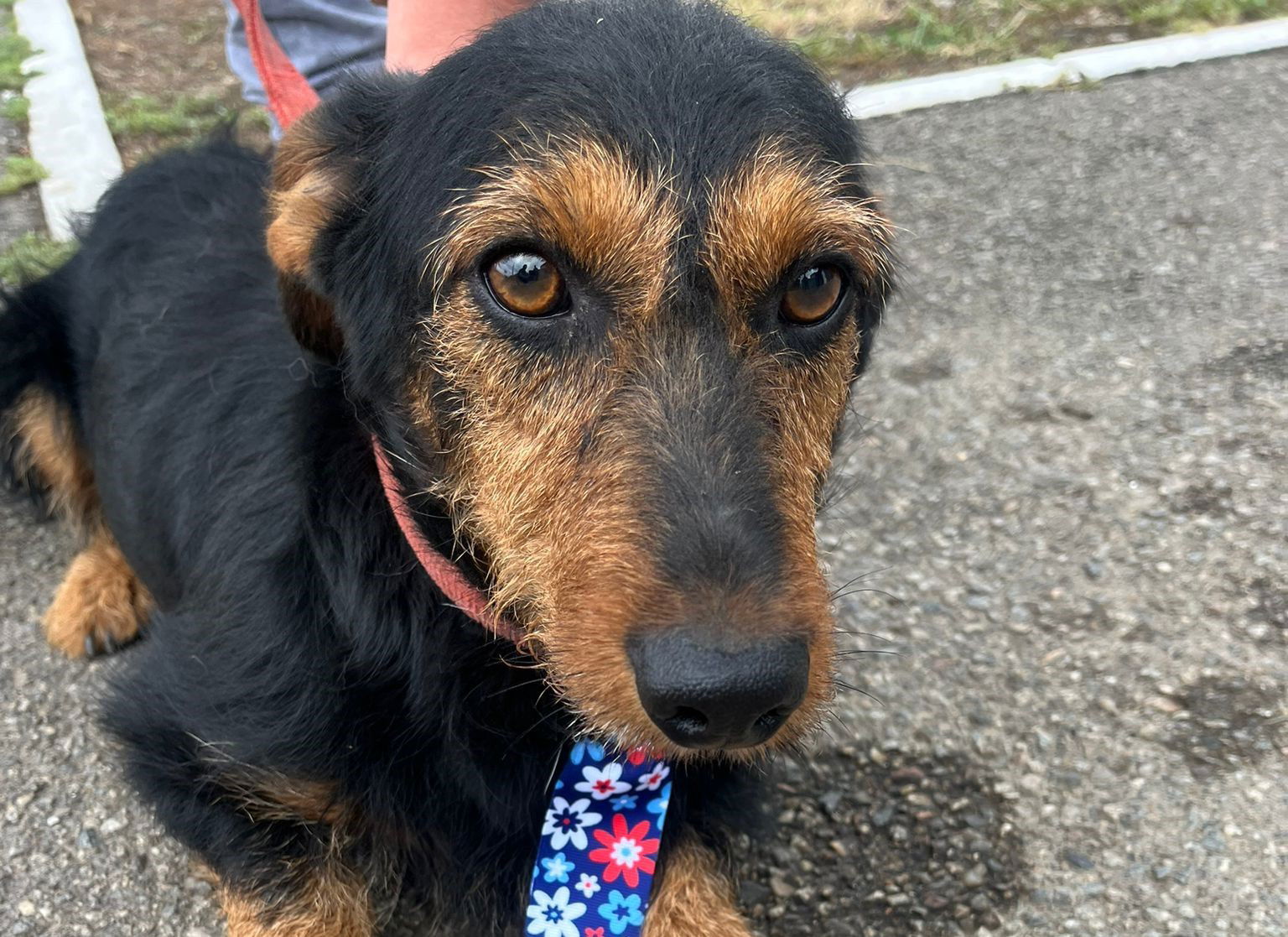 Ezen a szombaton is lesz örökbefogadási nap a Grivei állatmenhelyen