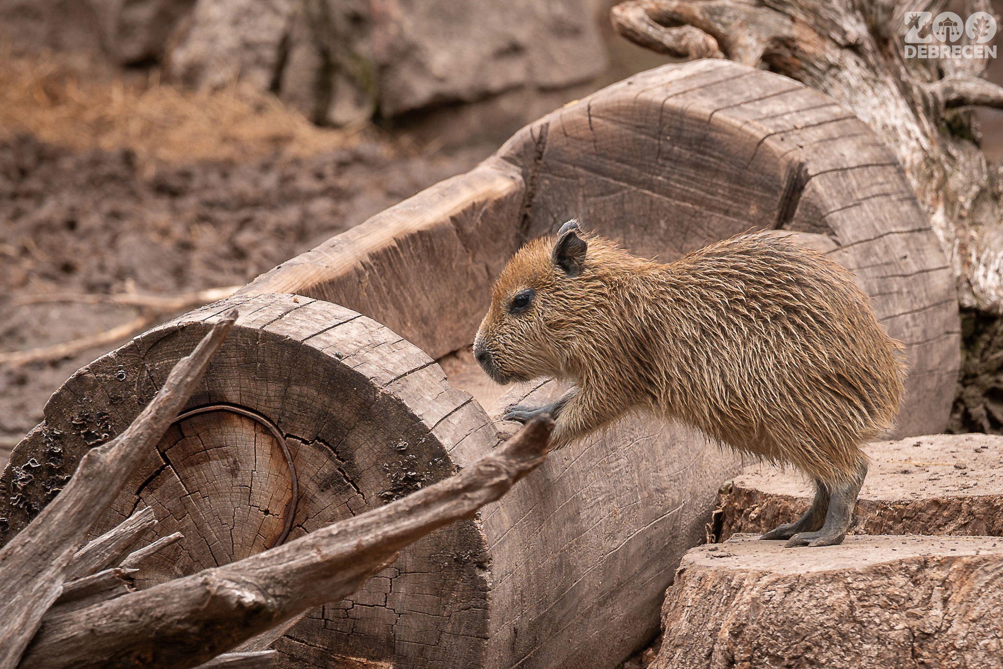 Az állatkertek éjszakájára készülnek a debreceni Nagyerdőben